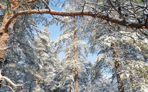 Preview wallpaper forest, trees, winter, snow, nature