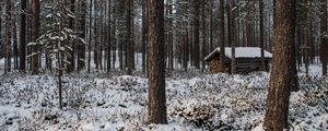 Preview wallpaper forest, trees, winter, snow, landscape