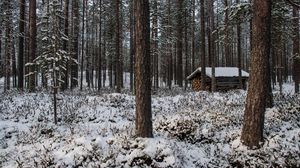 Preview wallpaper forest, trees, winter, snow, landscape