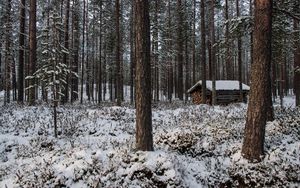 Preview wallpaper forest, trees, winter, snow, landscape