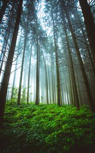 Preview wallpaper forest, trunks, grass, plants, nature