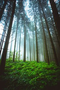 Preview wallpaper forest, trunks, grass, plants, nature