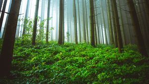 Preview wallpaper forest, trunks, grass, plants, nature