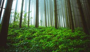 Preview wallpaper forest, trunks, grass, plants, nature
