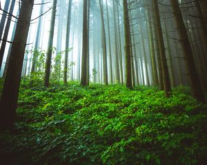 Preview wallpaper forest, trunks, grass, plants, nature