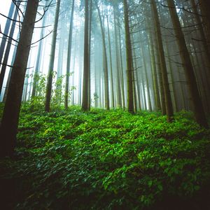 Preview wallpaper forest, trunks, grass, plants, nature