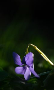 Preview wallpaper forest violet, flower, petals, purple