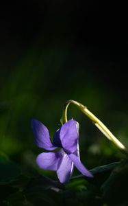 Preview wallpaper forest violet, flower, petals, purple