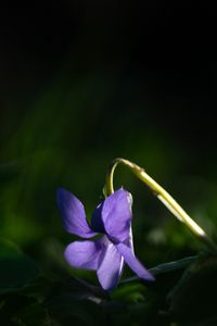 Preview wallpaper forest violet, flower, petals, purple