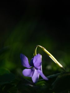 Preview wallpaper forest violet, flower, petals, purple