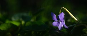 Preview wallpaper forest violet, flower, petals, purple