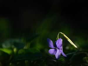 Preview wallpaper forest violet, flower, petals, purple