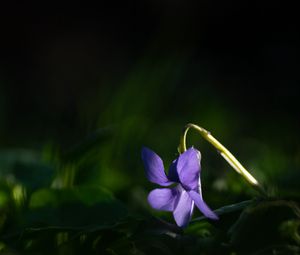 Preview wallpaper forest violet, flower, petals, purple