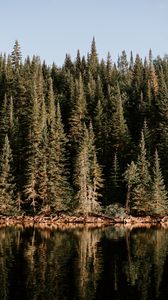 Preview wallpaper forest, water, lake, reflection, trees