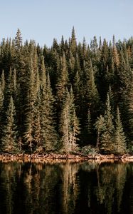 Preview wallpaper forest, water, lake, reflection, trees