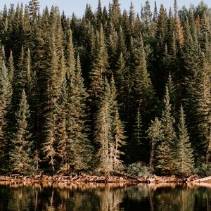 Preview wallpaper forest, water, lake, reflection, trees