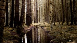 Preview wallpaper forest, water, spruce, trees