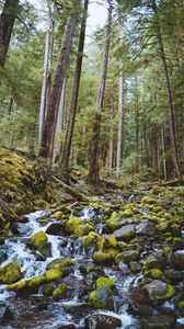 Preview wallpaper forest, waterfall, stones, course