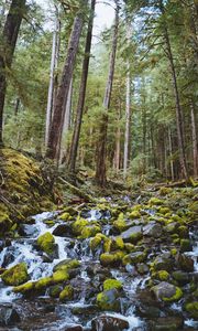 Preview wallpaper forest, waterfall, stones, course