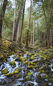 Preview wallpaper forest, waterfall, stones, course