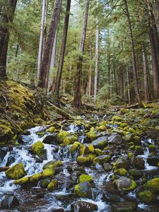 Preview wallpaper forest, waterfall, stones, course