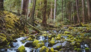 Preview wallpaper forest, waterfall, stones, course