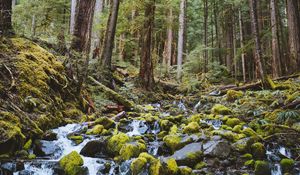 Preview wallpaper forest, waterfall, stones, course