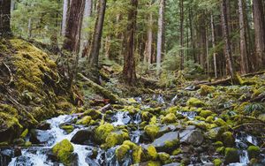 Preview wallpaper forest, waterfall, stones, course