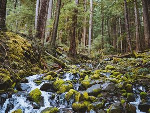 Preview wallpaper forest, waterfall, stones, course