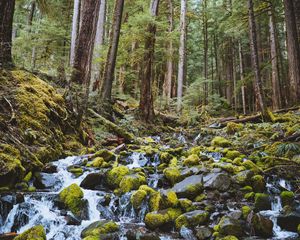 Preview wallpaper forest, waterfall, stones, course