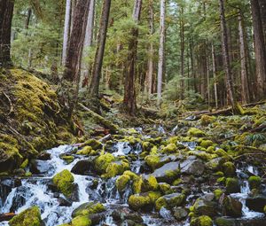 Preview wallpaper forest, waterfall, stones, course