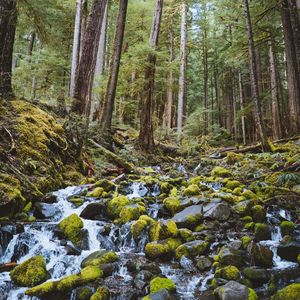 Preview wallpaper forest, waterfall, stones, course