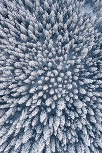 Preview wallpaper forest, winter, aerial view, trees, snow