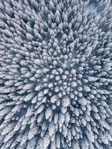 Preview wallpaper forest, winter, aerial view, trees, snow