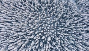 Preview wallpaper forest, winter, aerial view, trees, snow