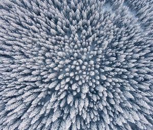 Preview wallpaper forest, winter, aerial view, trees, snow