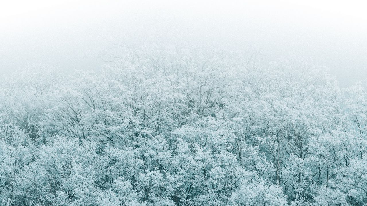 Wallpaper forest, winter, aerial view, trees, snow