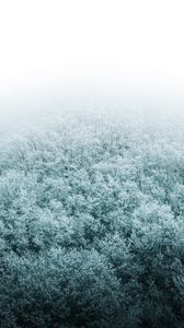 Preview wallpaper forest, winter, aerial view, trees, snow