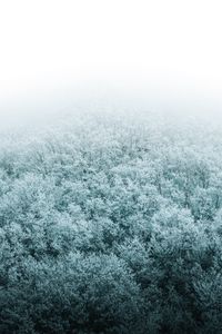 Preview wallpaper forest, winter, aerial view, trees, snow