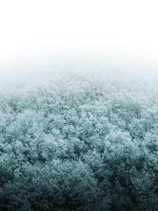 Preview wallpaper forest, winter, aerial view, trees, snow