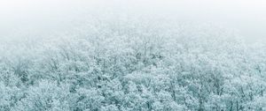 Preview wallpaper forest, winter, aerial view, trees, snow