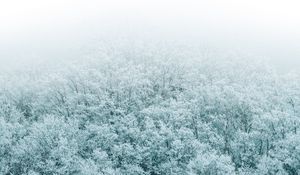 Preview wallpaper forest, winter, aerial view, trees, snow