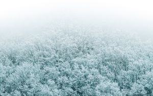 Preview wallpaper forest, winter, aerial view, trees, snow
