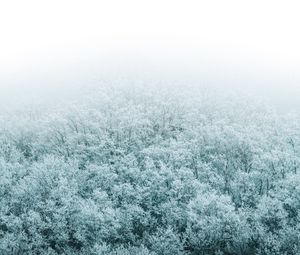 Preview wallpaper forest, winter, aerial view, trees, snow