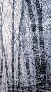 Preview wallpaper forest, winter, bw, trees, frost