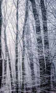 Preview wallpaper forest, winter, bw, trees, frost
