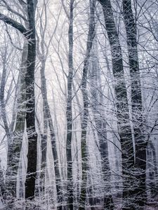 Preview wallpaper forest, winter, bw, trees, frost