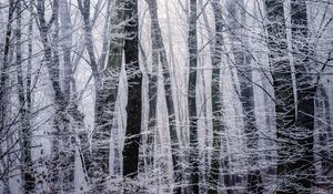 Preview wallpaper forest, winter, bw, trees, frost