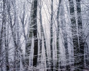 Preview wallpaper forest, winter, bw, trees, frost