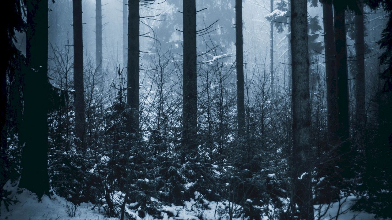 Wallpaper forest, winter, fog, trees